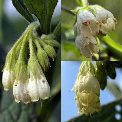 Symphytum officinale / Consolida maggiore